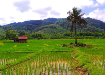 cara mengoptimalkan penggunaan alat pertanian